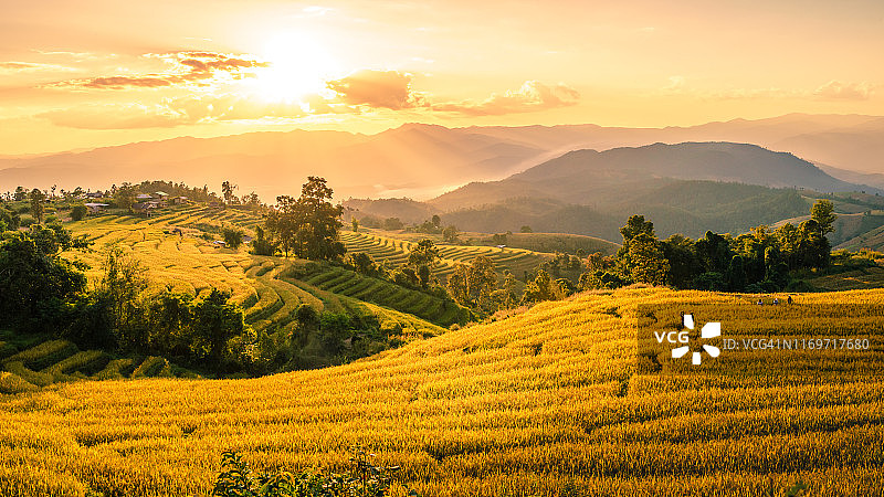 稻田和梯田上美丽的金色日落图片素材