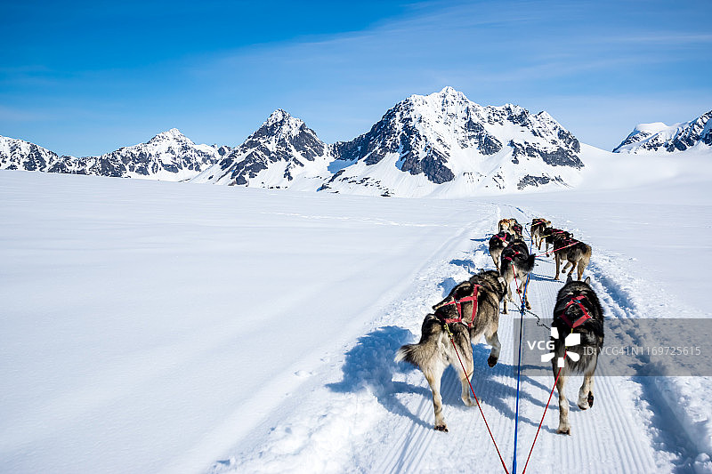 山顶上的狗拉雪橇图片素材