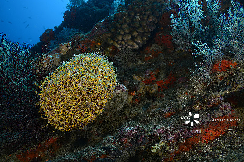 巨型篮星图片素材