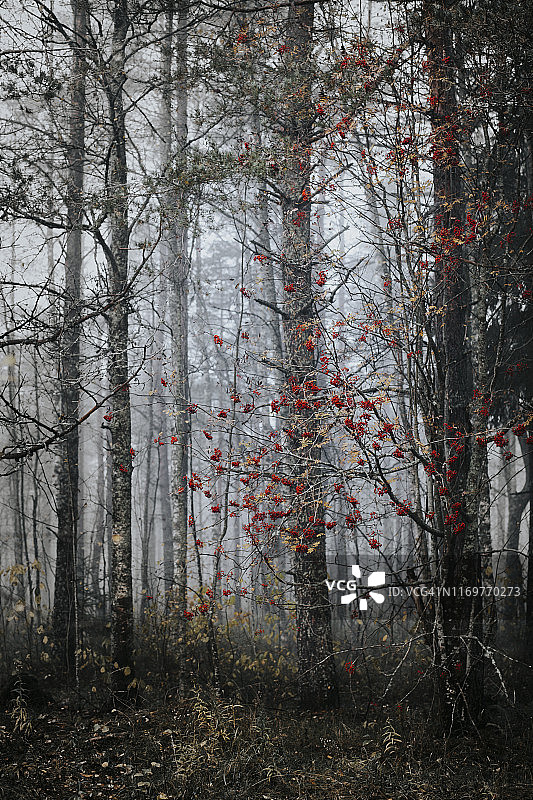 美丽的秋天的森林图片素材