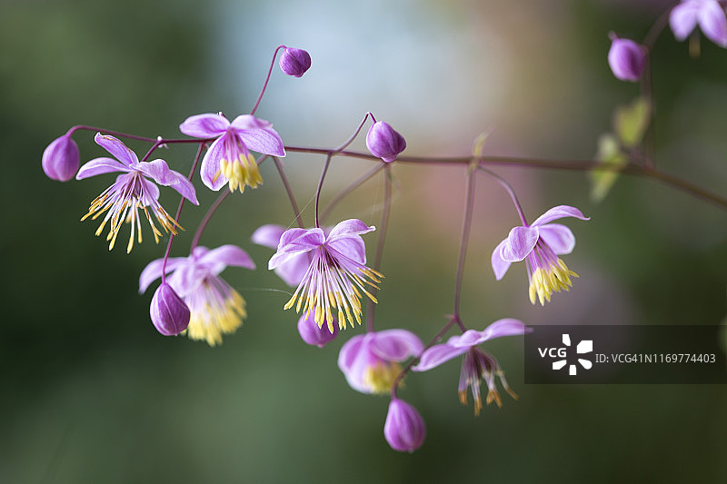 唐松草图片素材