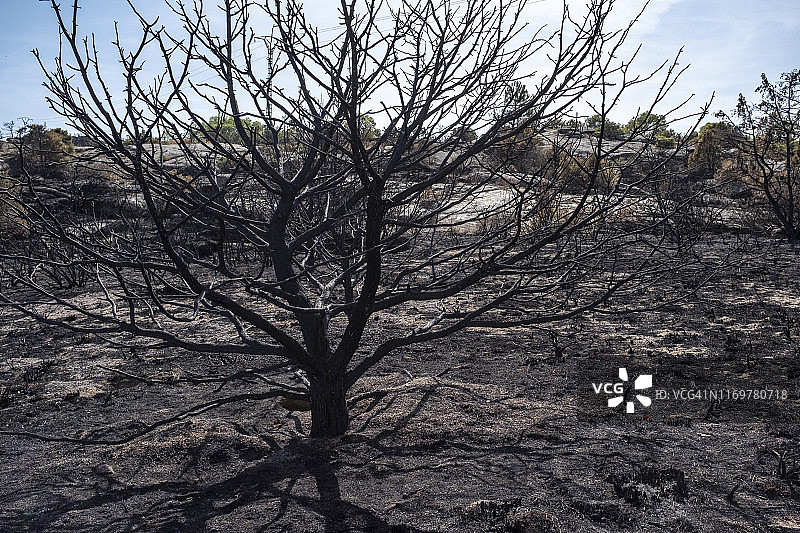 烧毁的森林图片素材