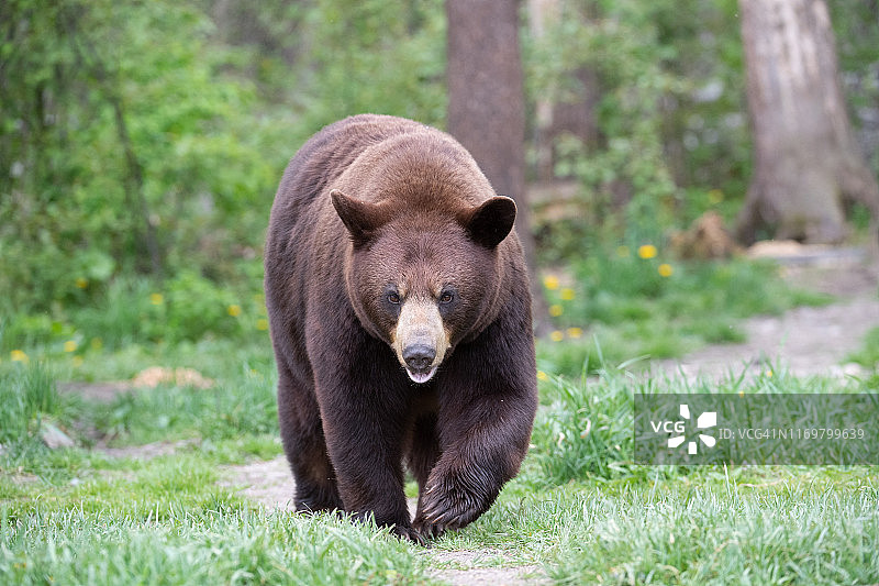 熊散步图片素材