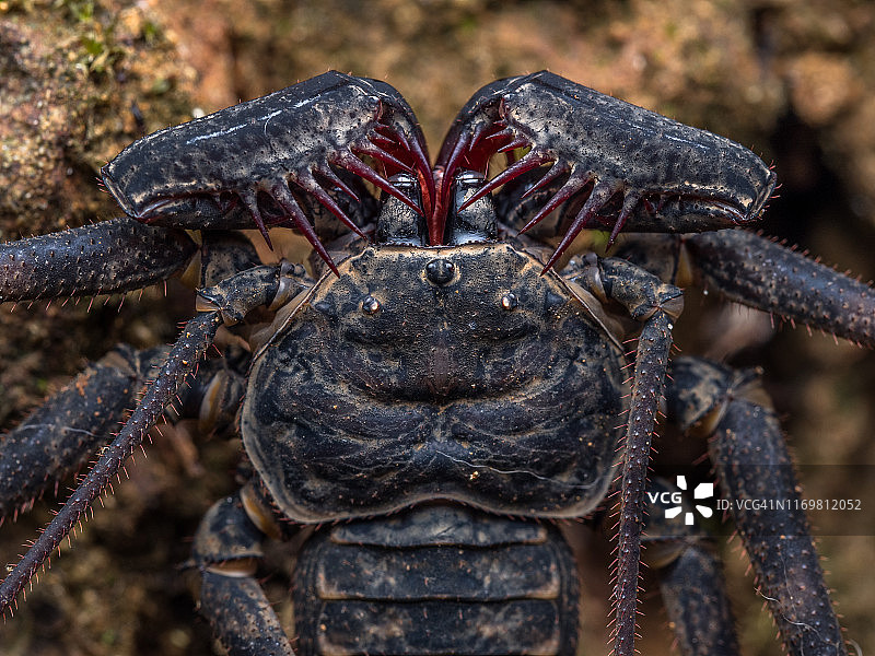 鞭蝎，哥斯达黎加图片素材