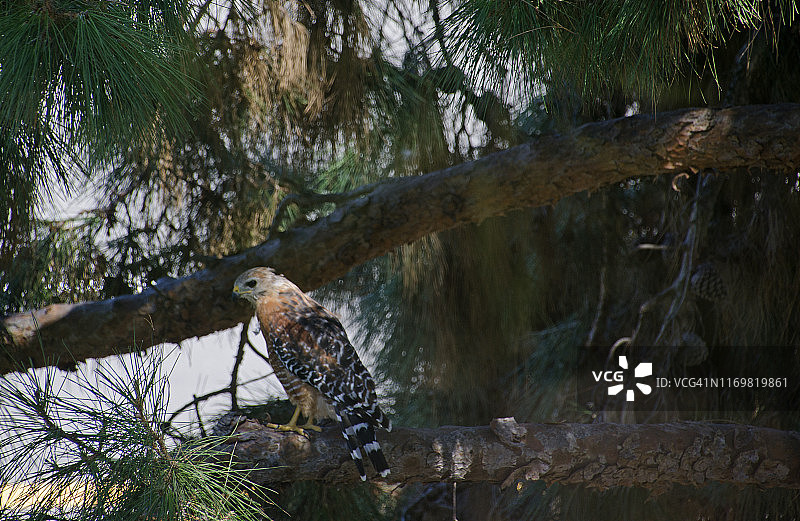 红尾鹰图片素材