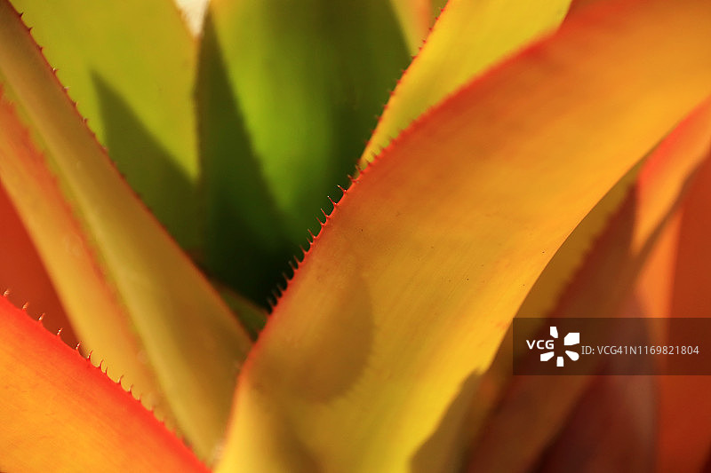 逆光彩色凤梨叶片特写图片素材