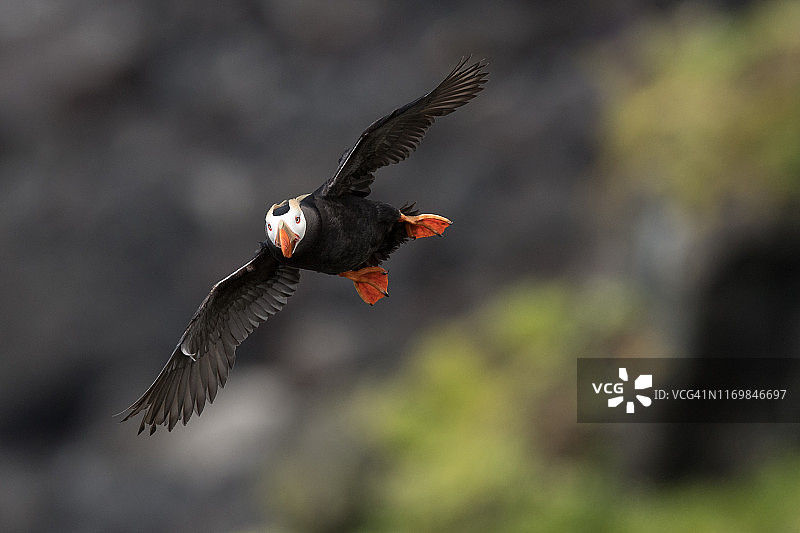 海鹦飞回栖息地图片素材
