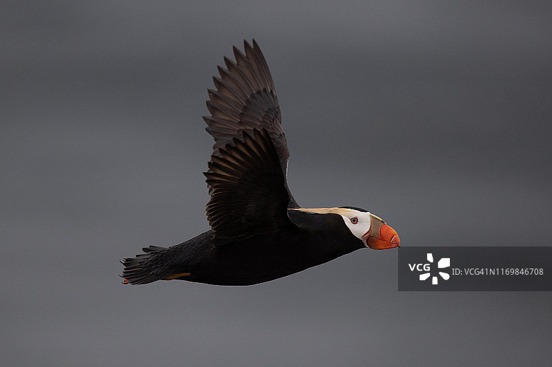 飞行中的簇绒海鹦 - 翅膀向上图片素材