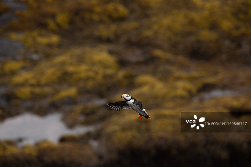金色背景下的海鹦图片素材