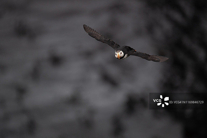 飞行中的海鹦鸟俯视图图片素材