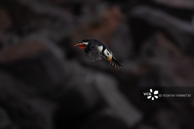 飞行中的北极海鹦图片素材