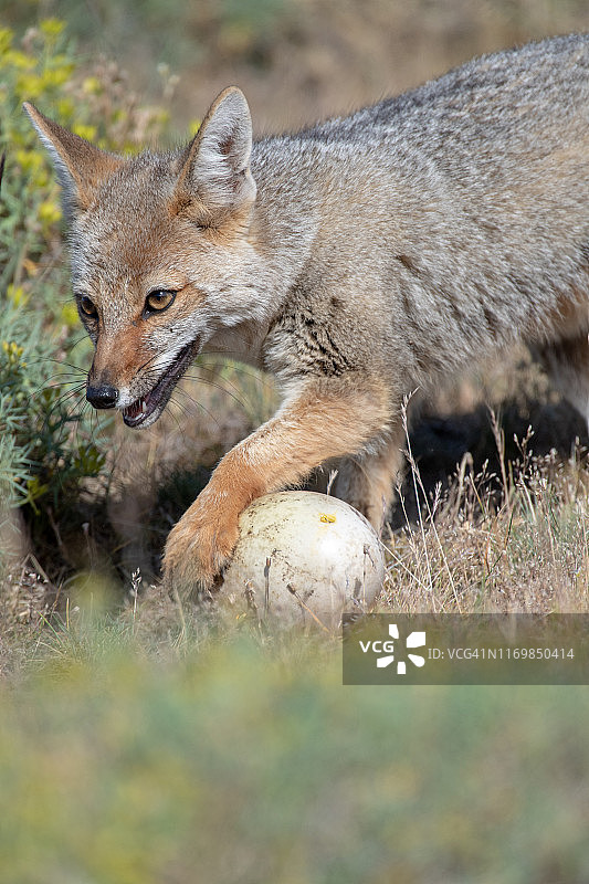 手拿鸸鹋蛋的南美洲灰狐图片素材