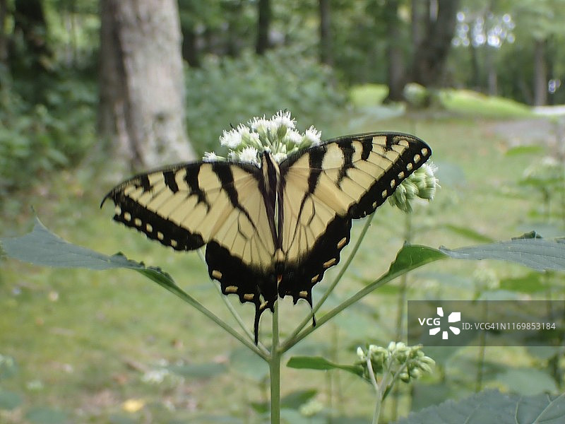 东方虎凤蝶图片素材