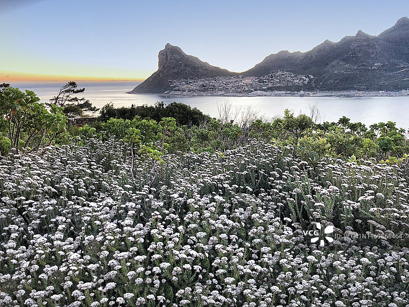 野花风景照片图片素材