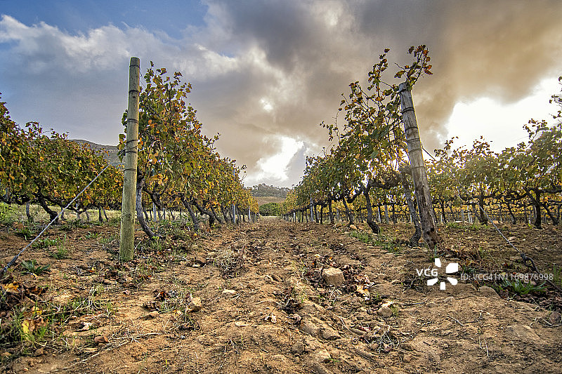 葡萄酒葡萄园素材图片图片素材