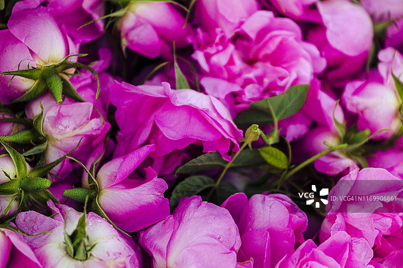 卡赞勒克玫瑰/大马士革玫瑰图片素材