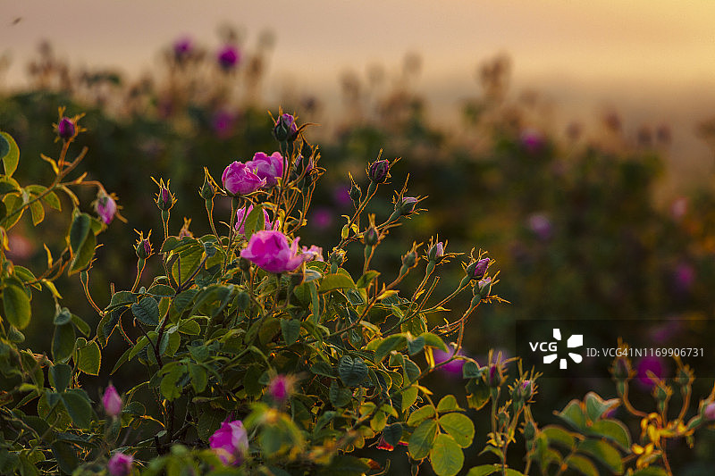 卡赞勒克玫瑰/大马士革玫瑰图片素材