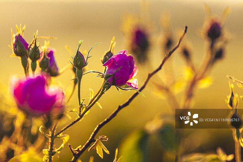 卡赞勒克玫瑰/大马士革玫瑰图片素材