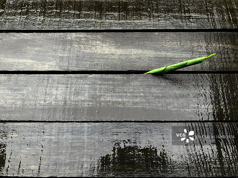 从甲板裂缝中长出的叶芽静物图片素材