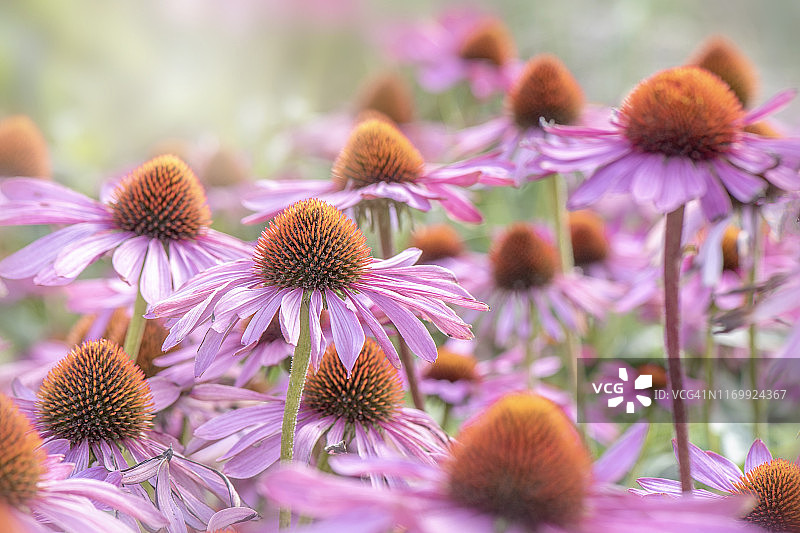 美丽夏季多年生紫锥菊特写图片素材