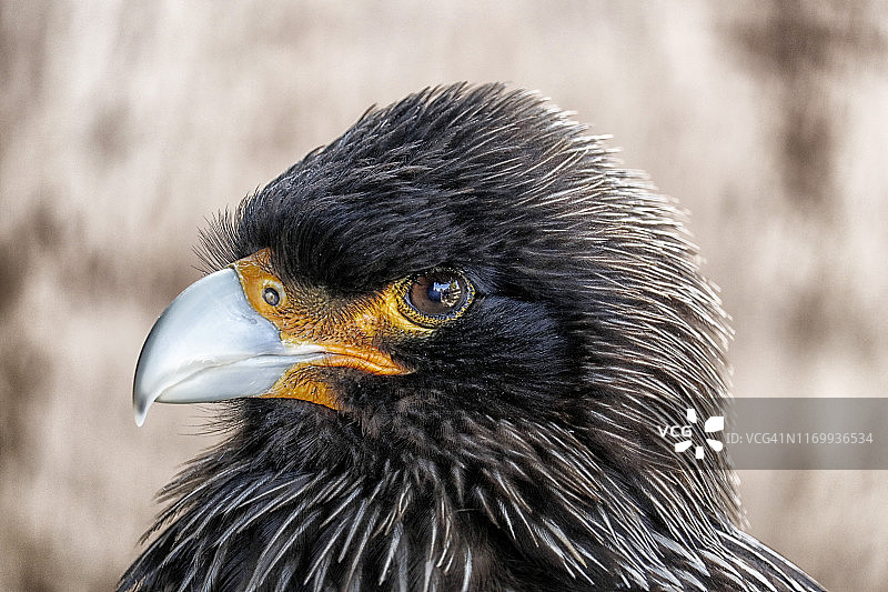 南美卡拉鹰图片素材