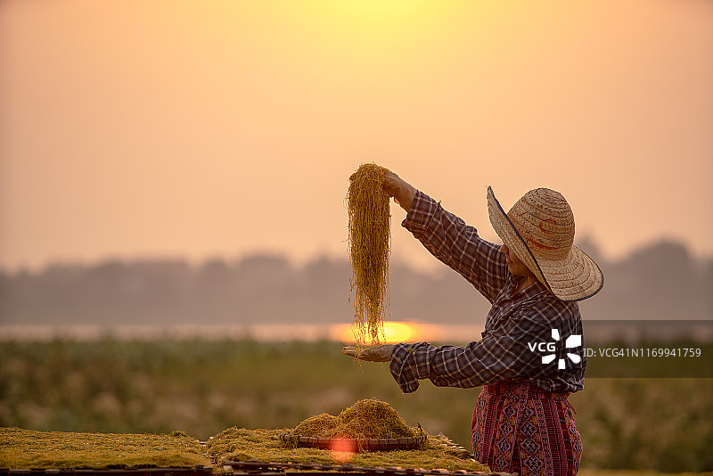 在烟草农场工作图片素材