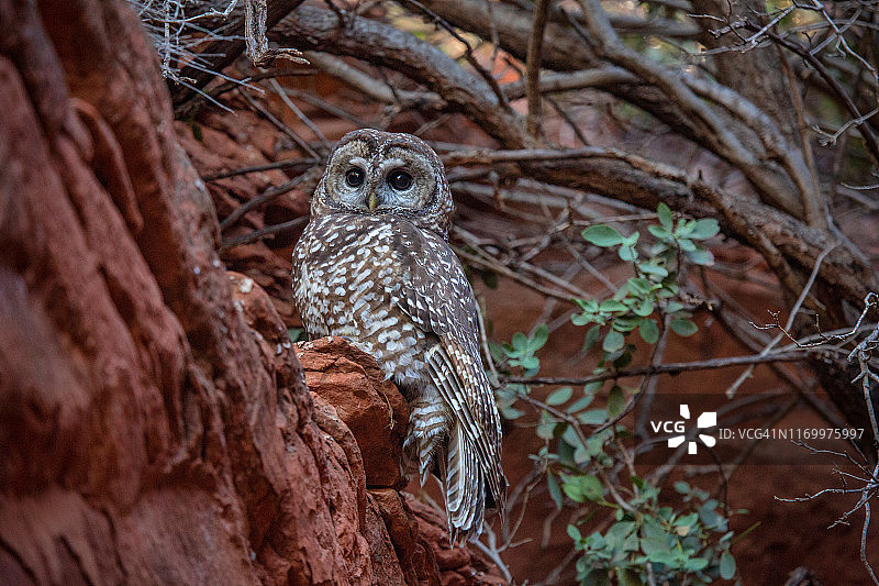 塞多纳斑点猫头鹰图片素材