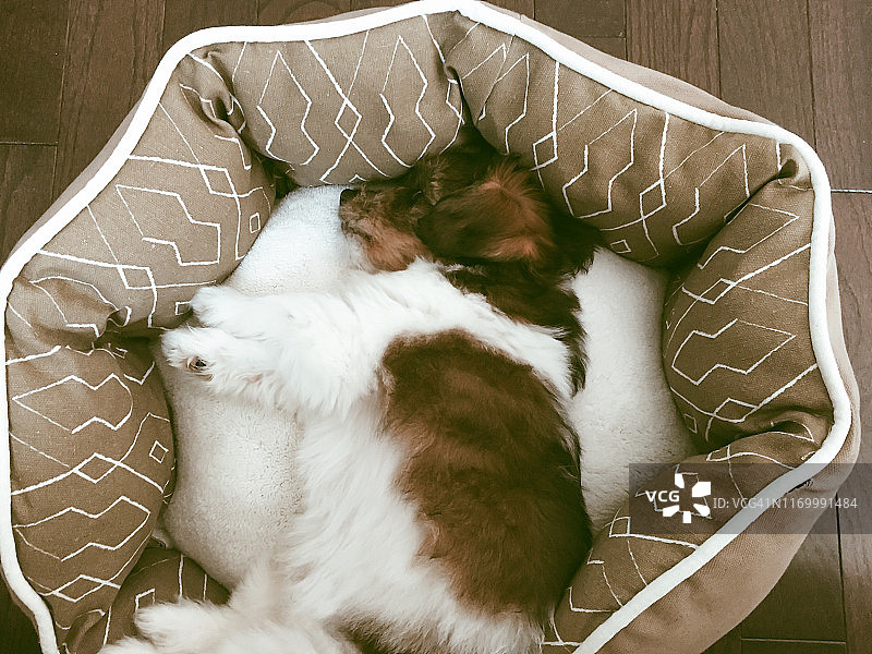 在宠物床上休息的马达加斯加长毛犬幼犬图片素材