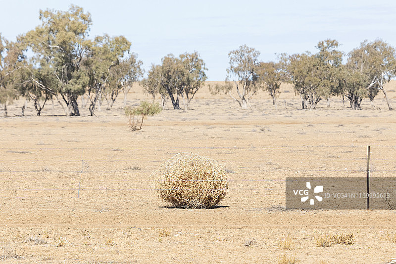 干燥的风滚草球图片素材