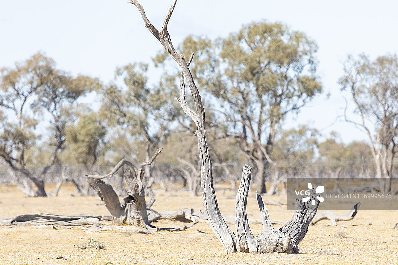 澳大利亚干旱地区饱经风霜的树木图片素材