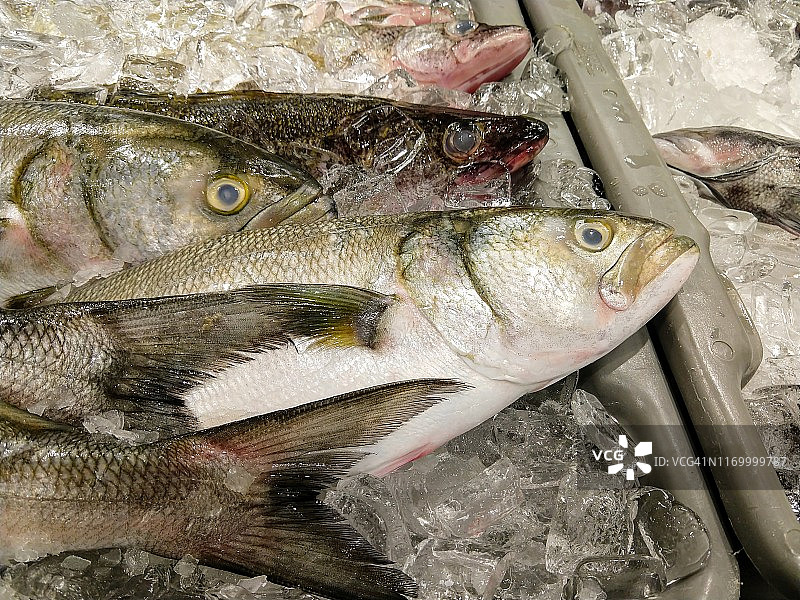 新鲜蓝鱼图片素材