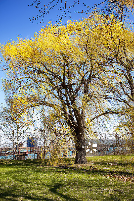 贝尔岛的柳树图片素材