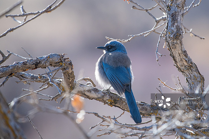 栖息在树上的蓝鸟图片素材