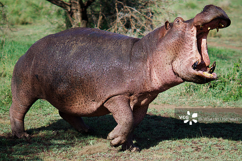 张开下颚的河马，坦桑尼亚塞伦盖蒂国家公园图片素材