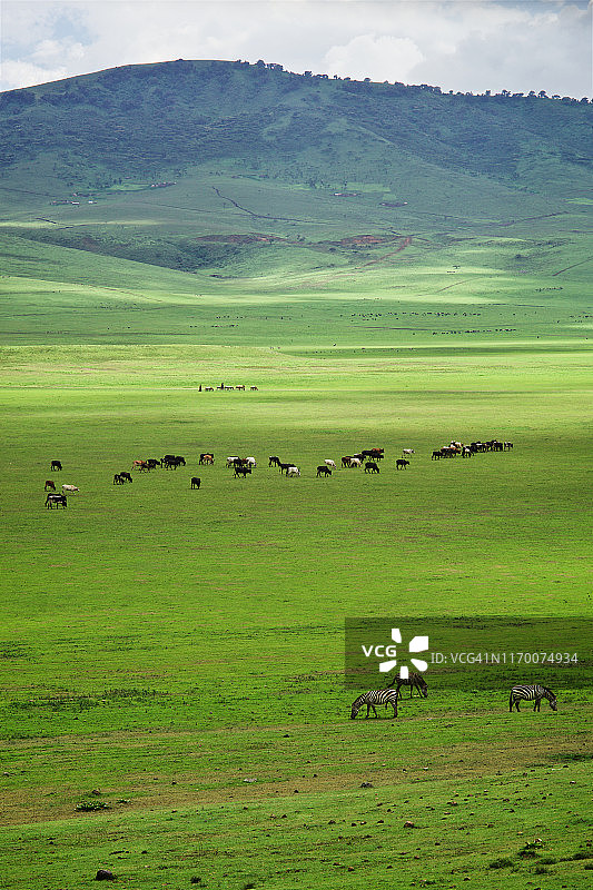 坦桑尼亚恩戈罗恩戈罗火山口的马赛牧民和斑马图片素材