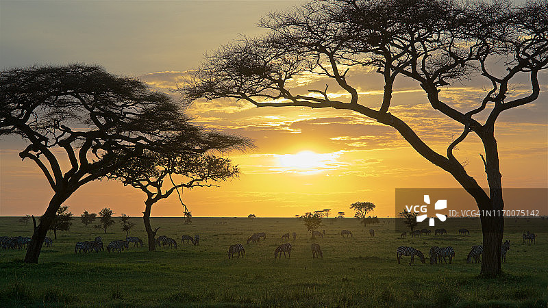 坦桑尼亚塞伦盖蒂国家公园草原斑马日出图片素材