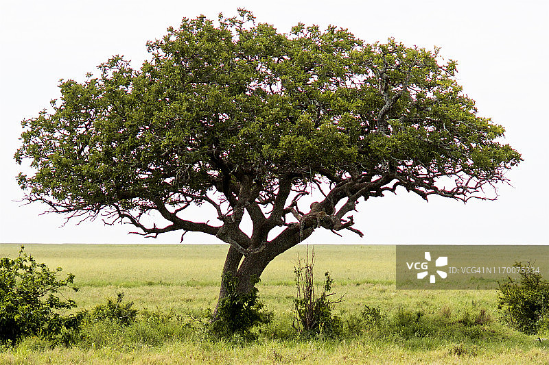 坦桑尼亚塞伦盖蒂国家公园里在树上睡觉的豹子图片素材