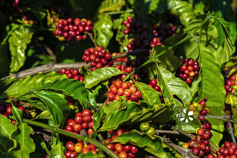 越南嘉莱农场咖啡树豆图片素材