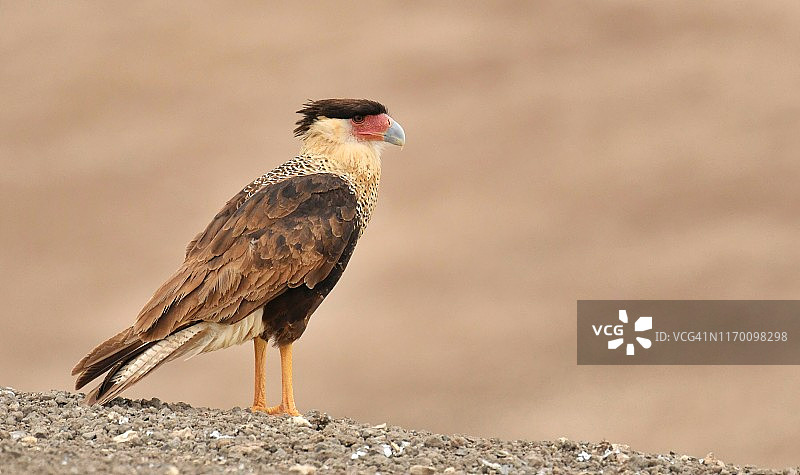 北方凤头卡拉鹰图片素材