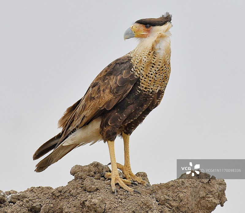 德克萨斯州布朗斯维尔的北部凤头卡拉鹰图片素材