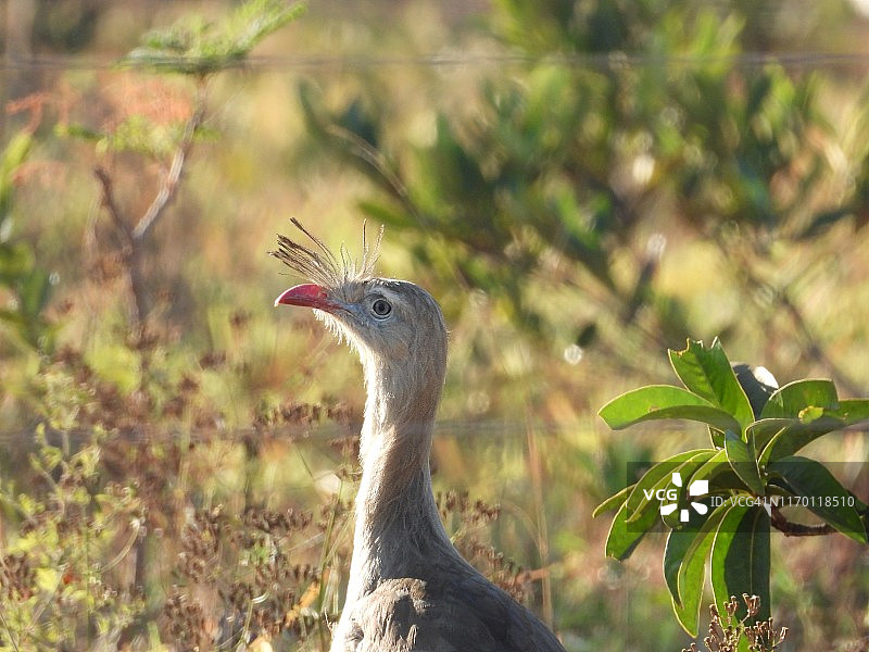 红腿叫鹤图片素材