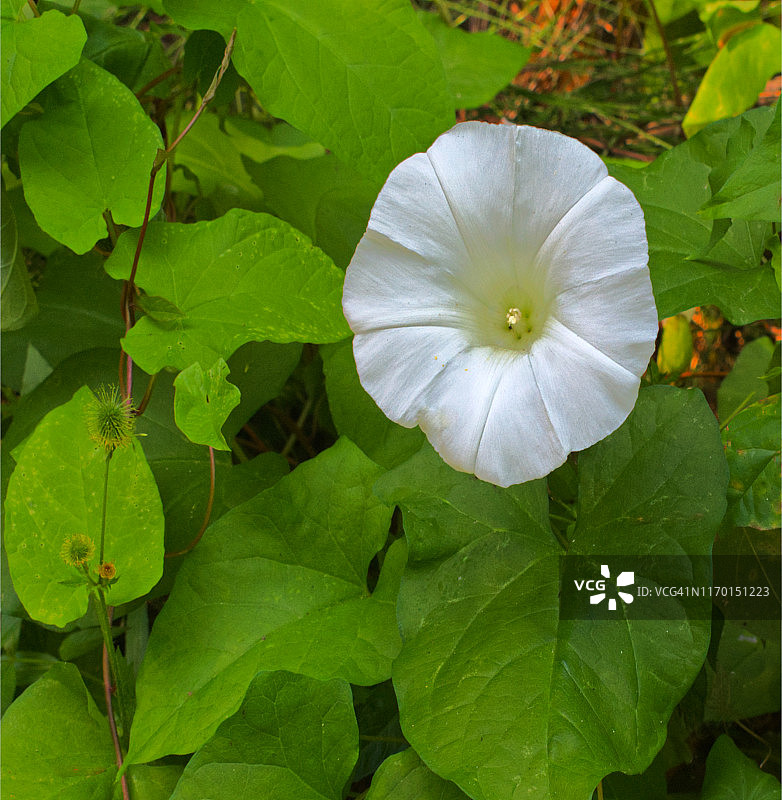 田野旋花图片素材