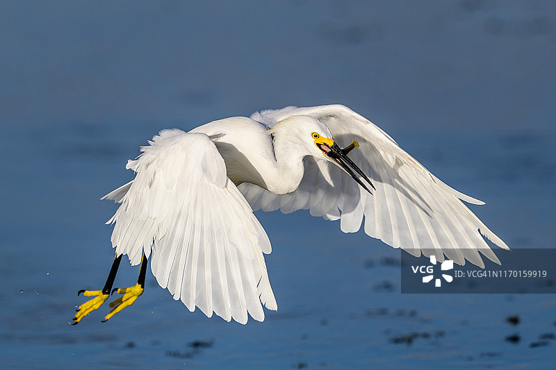 雪鹭正在捕食图片素材