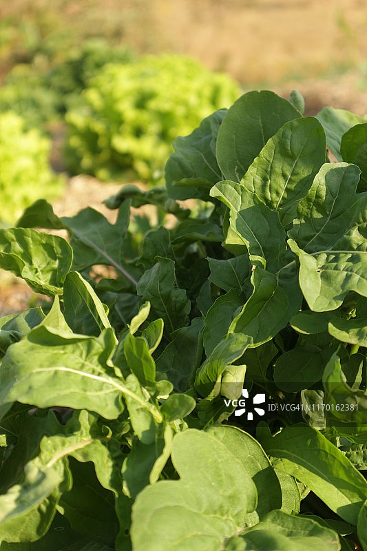 在覆盖着稻草的土壤上的有机花园中种植的芝麻菜图片素材