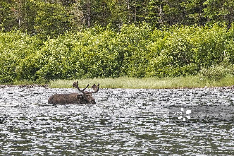 湖中的公驼鹿图片素材