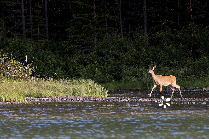 湖边的母鹿图片素材