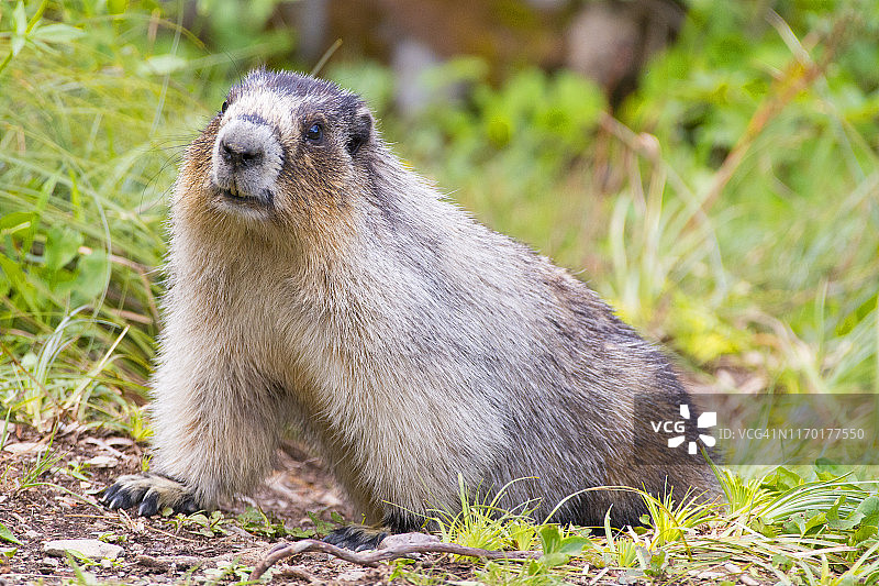 警惕的旱獭图片素材