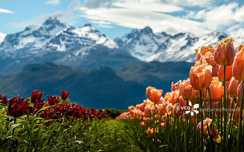 郁金香花田与山脉背景图片素材