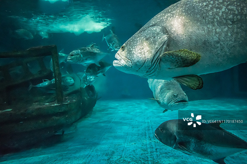 鱼缸中的热带鱼特写图片素材