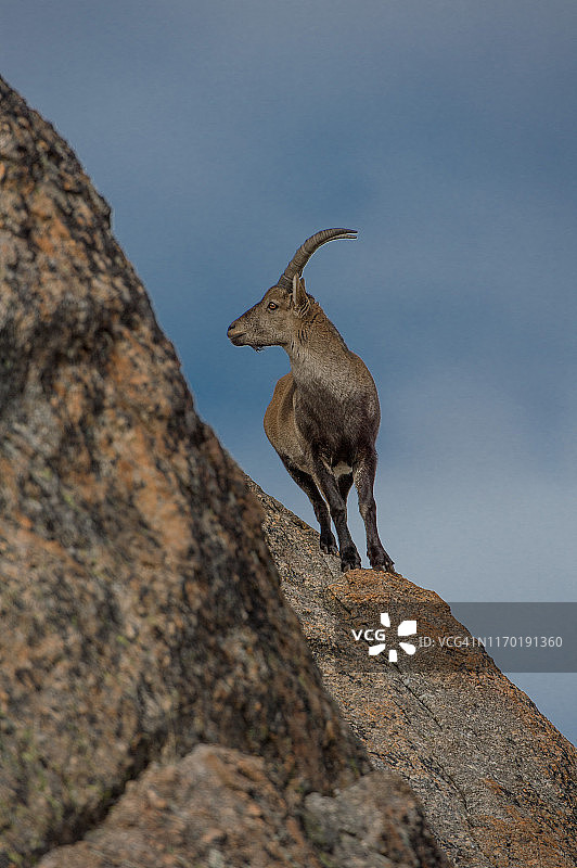 伊比利亚野山羊侧面轮廓图片素材